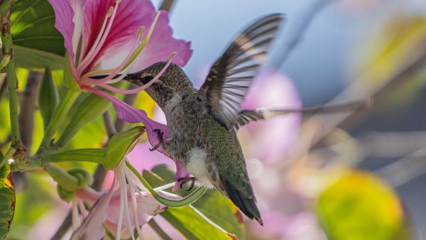 Hummingbirds